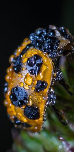 [2436x1125]昆虫 七星瓢虫 水珠 苹果手机壁纸图片