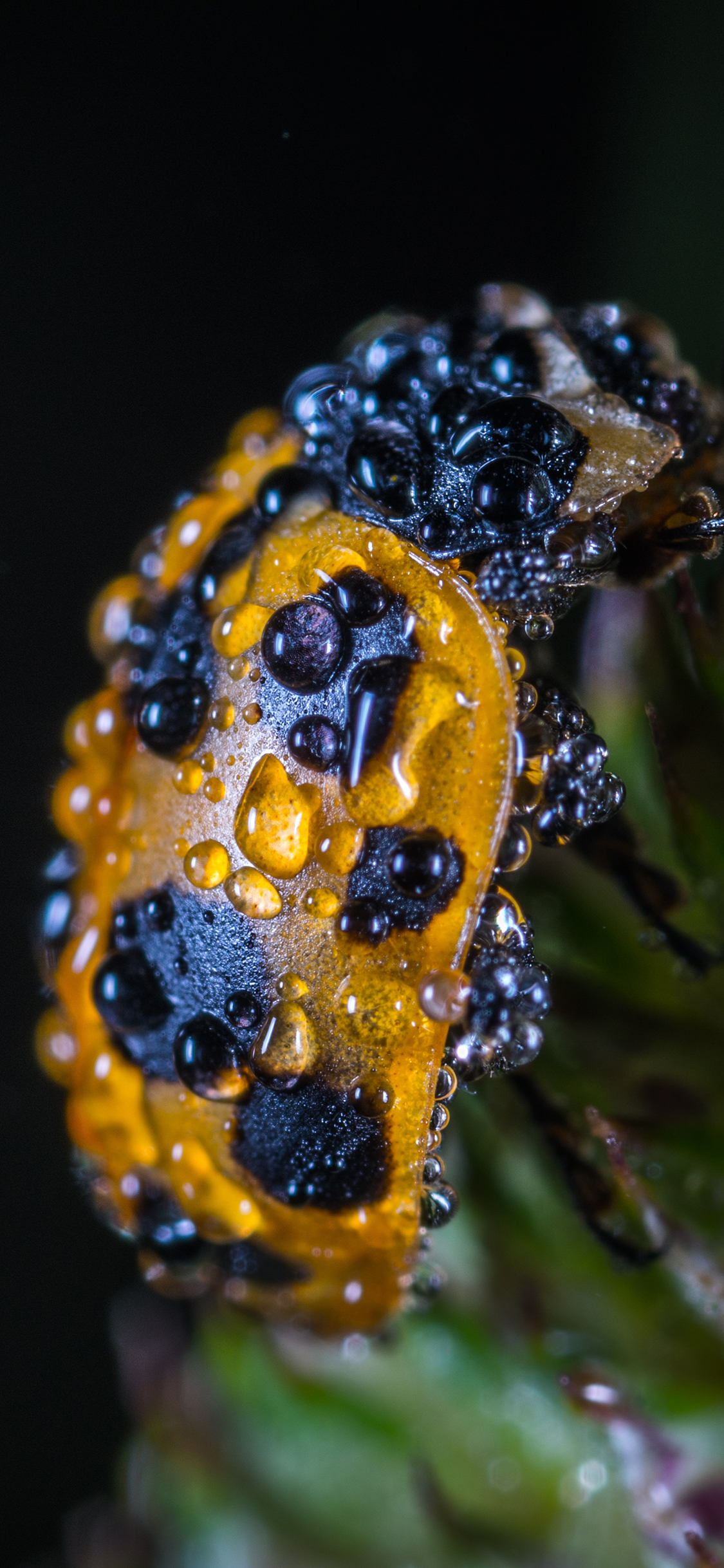 [2436×1125]昆虫 七星瓢虫 水珠 苹果手机壁纸图片