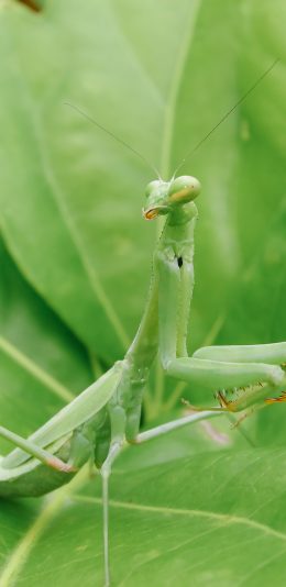 [2436x1125]昆虫 害虫 螳螂 绿叶 苹果手机壁纸图片