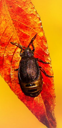 [2436x1125]昆虫 枝叶 枯黄 飞虫 苹果手机壁纸图片