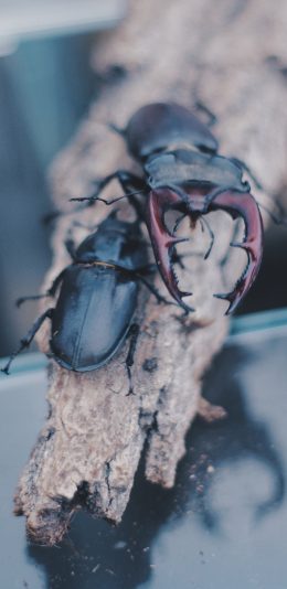 [2436x1125]昆虫 楸型虫 锹甲 甲虫 苹果手机壁纸图片
