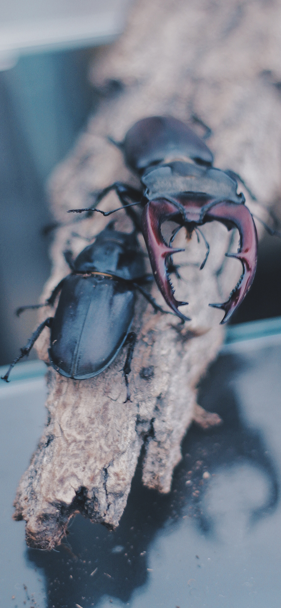[2436×1125]昆虫 楸型虫 锹甲 甲虫 苹果手机壁纸图片
