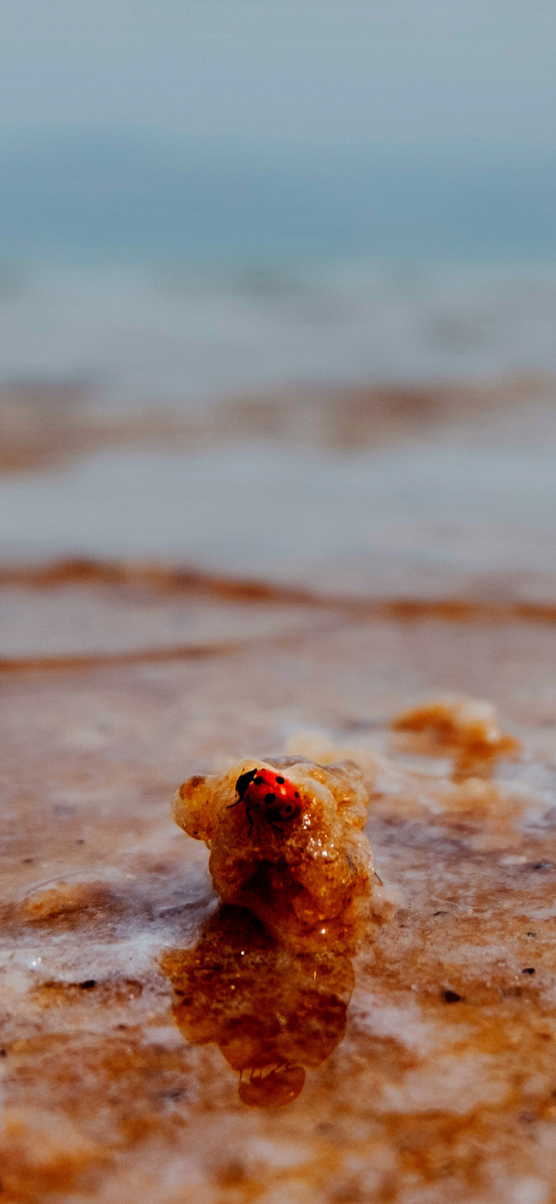 [2436×1125]昆虫 瓢虫 甲壳虫 七星瓢虫 苹果手机壁纸图片