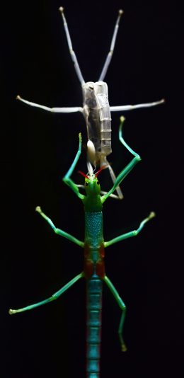 [2436x1125]昆虫 竹节虫 蜕皮  体长 苹果手机壁纸图片