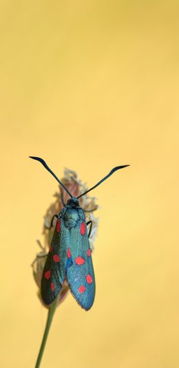 [2436x1125]昆虫 翅膀 采蜜 黄 苹果手机壁纸图片