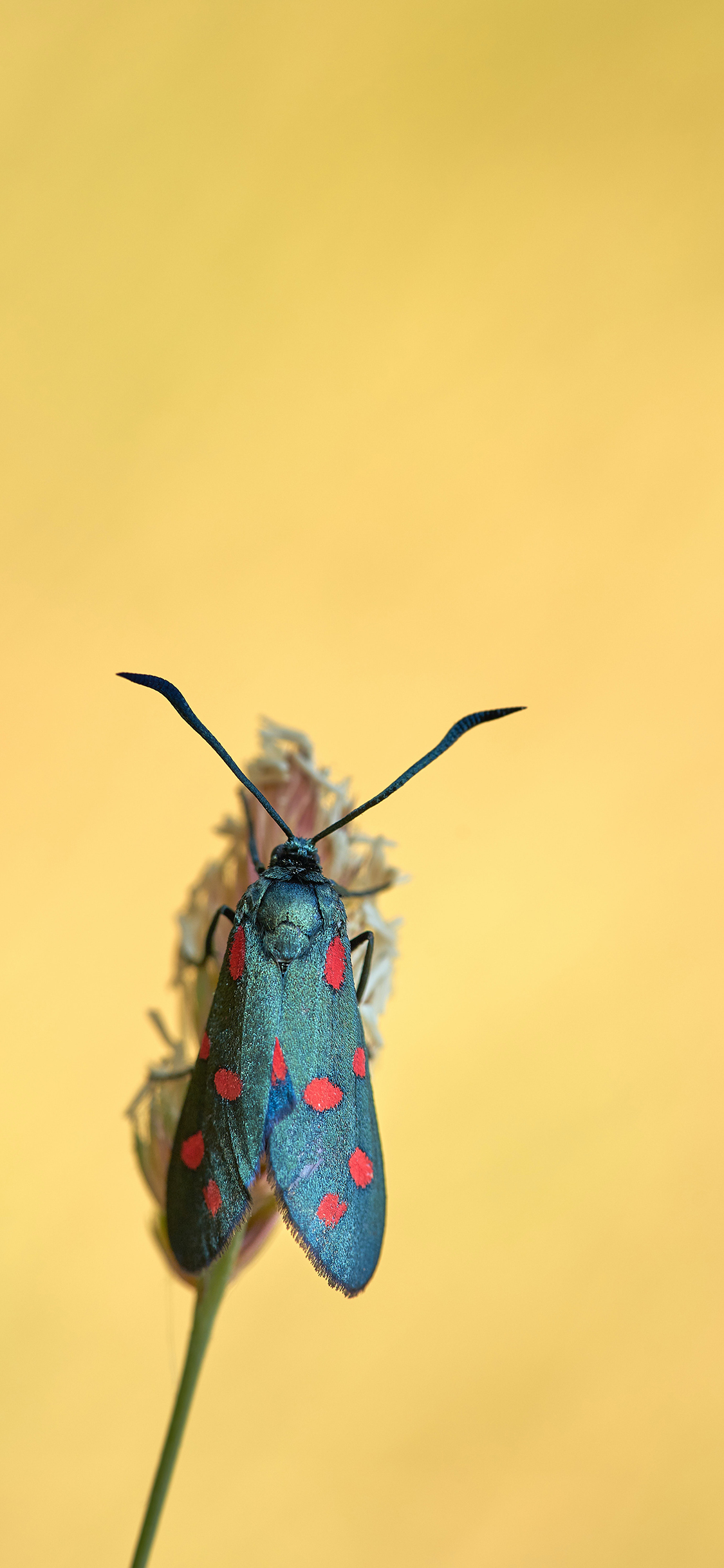 [2436×1125]昆虫 翅膀 采蜜 黄 苹果手机壁纸图片