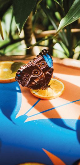 [2436x1125]昆虫 花蝴蝶 橙子 切片 苹果手机壁纸图片