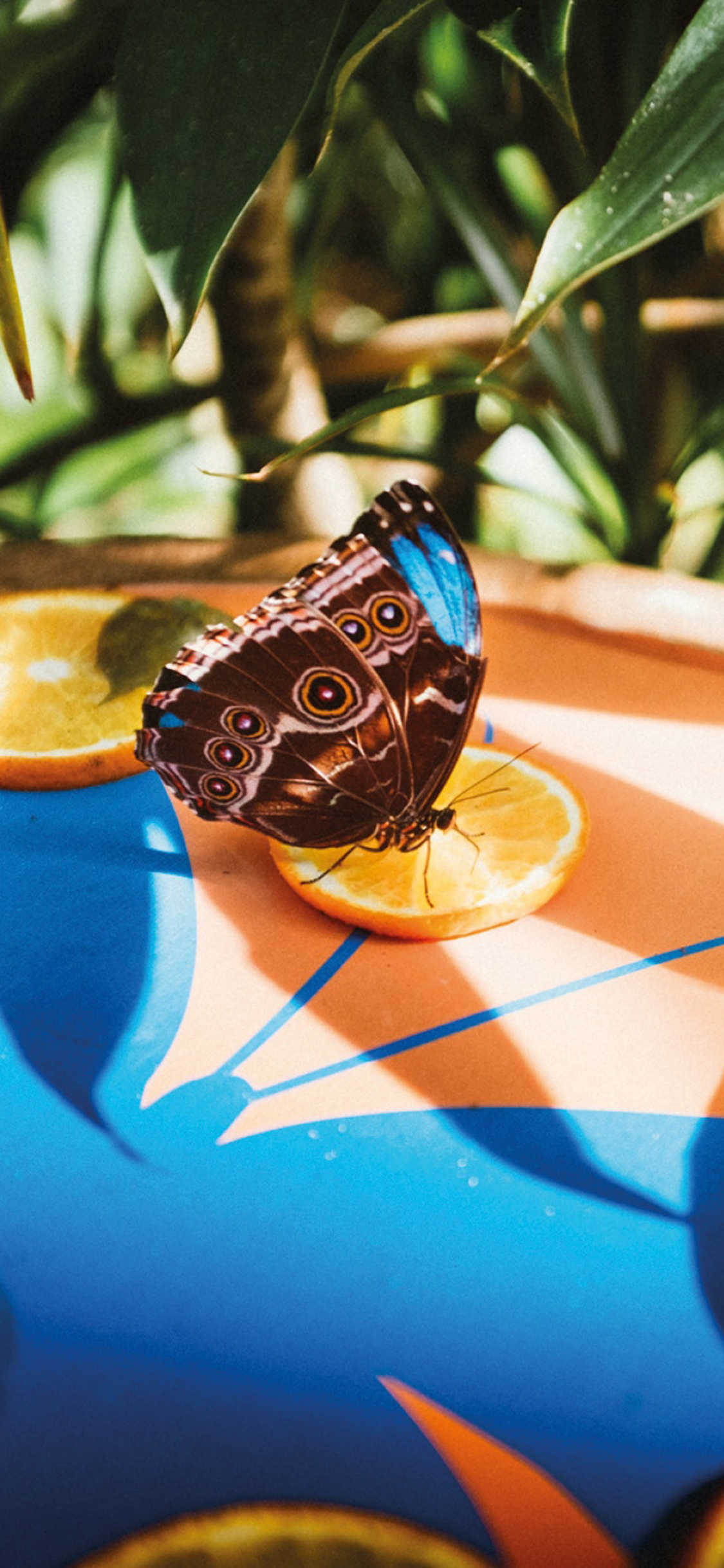 [2436×1125]昆虫 花蝴蝶 橙子 切片 苹果手机壁纸图片
