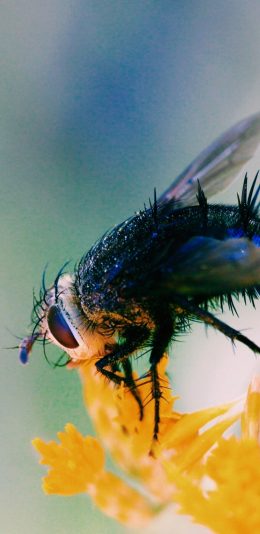 [2436x1125]昆虫 苍蝇 花朵  害虫 苹果手机壁纸图片