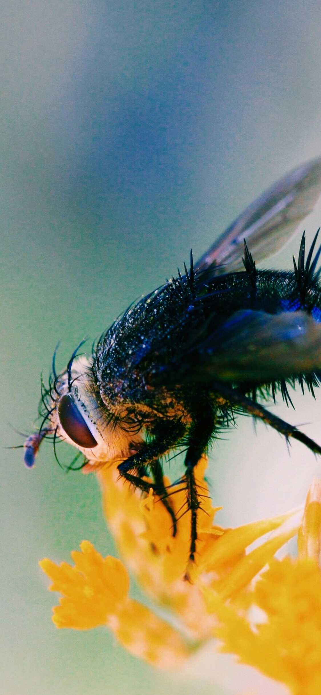 [2436×1125]昆虫 苍蝇 花朵  害虫 苹果手机壁纸图片