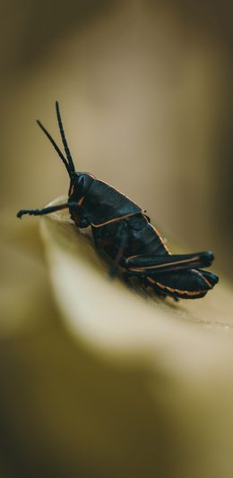 [2436x1125]昆虫 蚱蜢 黑色 害虫 苹果手机壁纸图片