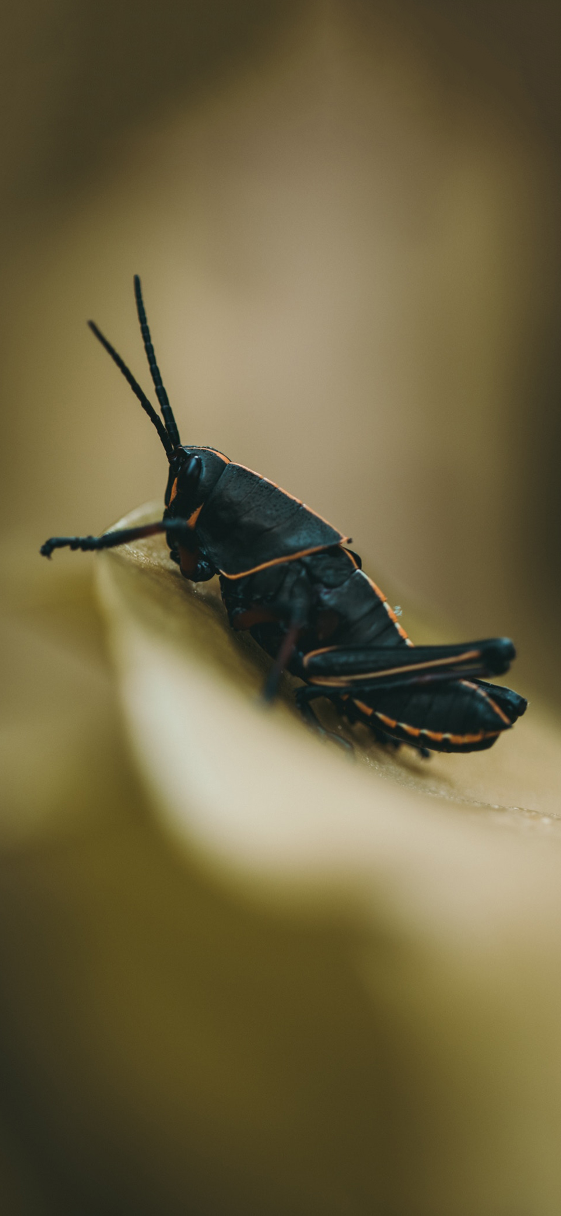 [2436×1125]昆虫 蚱蜢 黑色 害虫 苹果手机壁纸图片