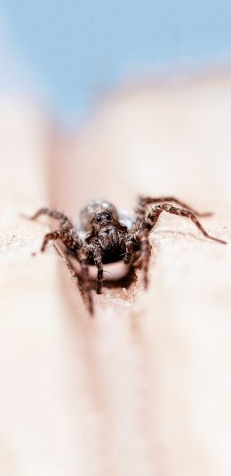 [2436x1125]昆虫 蜘蛛 爬行 有毒 苹果手机壁纸图片