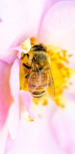 [2436x1125]昆虫 蜜蜂 花朵 花蕊 采蜜 苹果手机壁纸图片