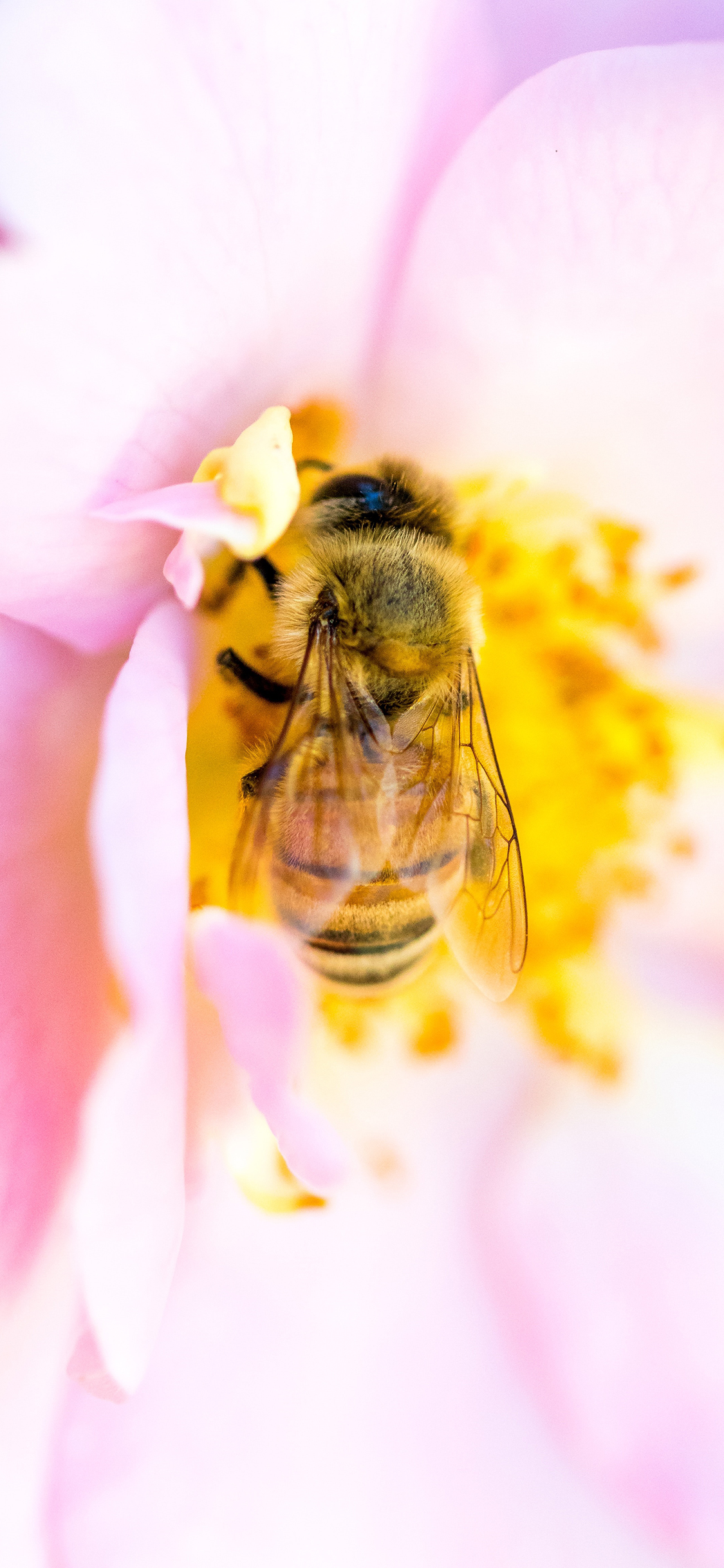 [2436×1125]昆虫 蜜蜂 花朵 花蕊 采蜜 苹果手机壁纸图片