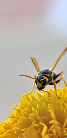 [2436x1125]昆虫 蜜蜂 花朵 鲜花 采蜜 苹果手机壁纸图片