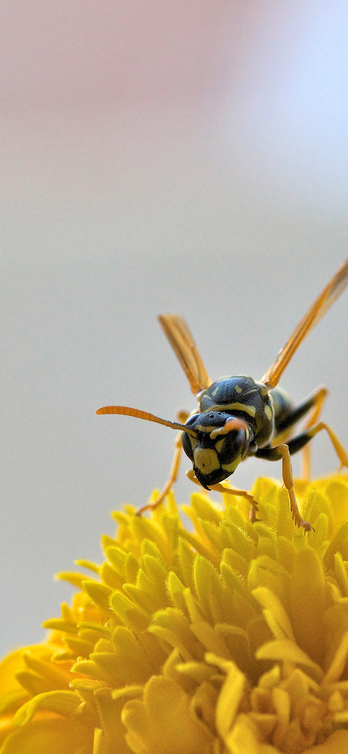 [2436×1125]昆虫 蜜蜂 花朵 鲜花 采蜜 苹果手机壁纸图片