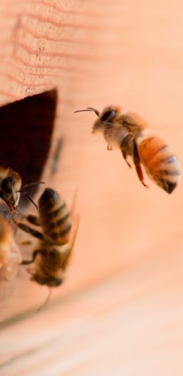 [2436x1125]昆虫 蜜蜂 采蜜 群居 苹果手机壁纸图片