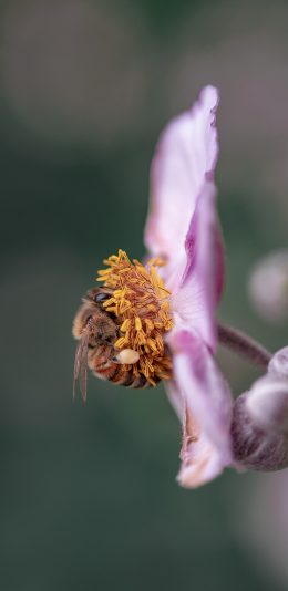 [2436x1125]昆虫 蜜蜂 采蜜 花蜜 花朵 苹果手机壁纸图片