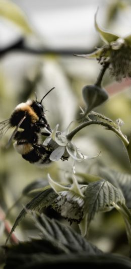 [2436x1125]昆虫 蜜蜂 采蜜 飞行 苹果手机壁纸图片