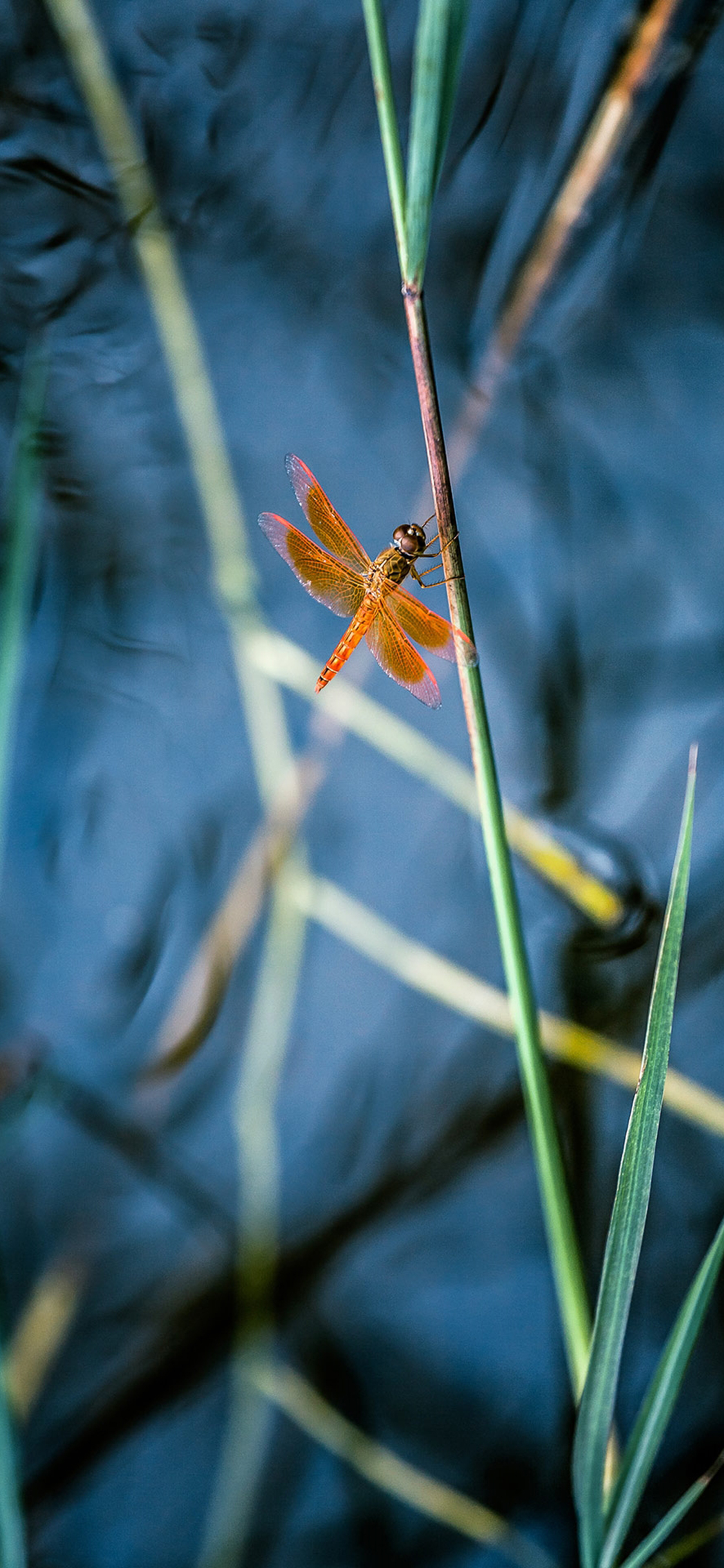 [2436×1125]昆虫 蜻蜓 植株 青草 苹果手机壁纸图片