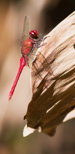 [2436x1125]昆虫 蜻蜓 红 翅膀 苹果手机壁纸图片