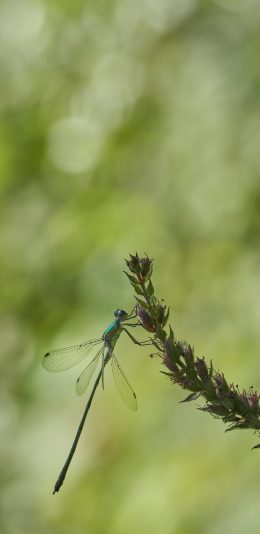[2436x1125]昆虫 蜻蜓 翅膀 苹果手机壁纸图片