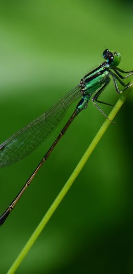 [2436x1125]昆虫 蜻蜓 翅膀 枝芽 苹果手机壁纸图片