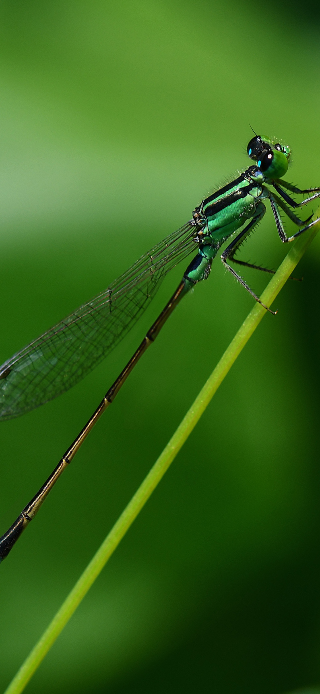 [2436×1125]昆虫 蜻蜓 翅膀 枝芽 苹果手机壁纸图片