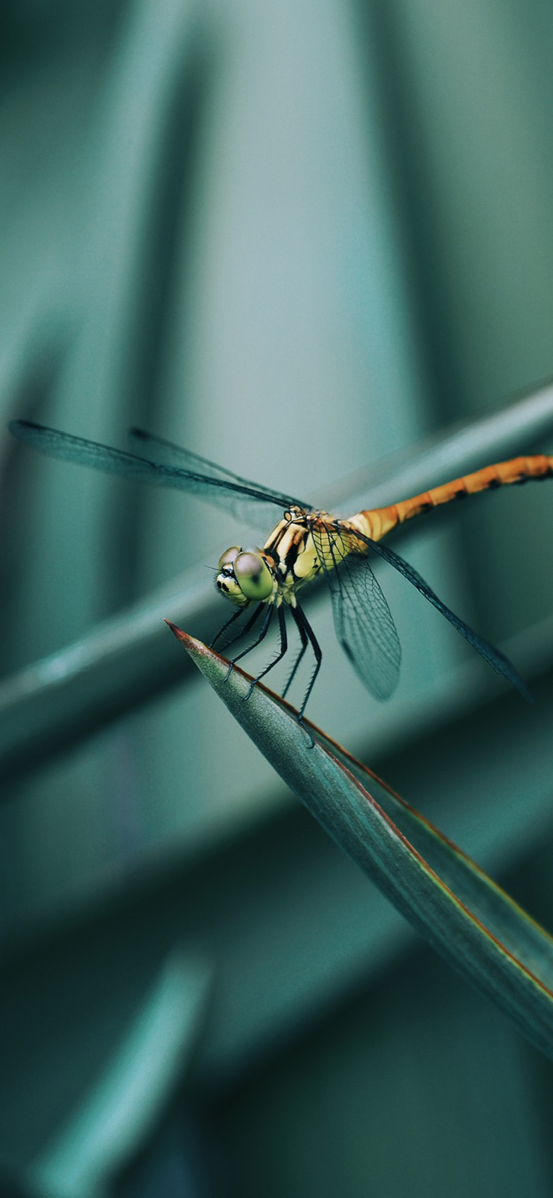 [2436×1125]昆虫 蜻蜓 翅膀 树叶 苹果手机壁纸图片