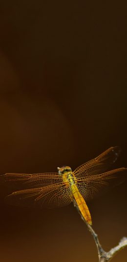 [2436x1125]昆虫 蜻蜓 翅膀 树枝 苹果手机壁纸图片