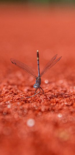 [2436x1125]昆虫 蜻蜓 翅膀 飞行 苹果手机壁纸图片