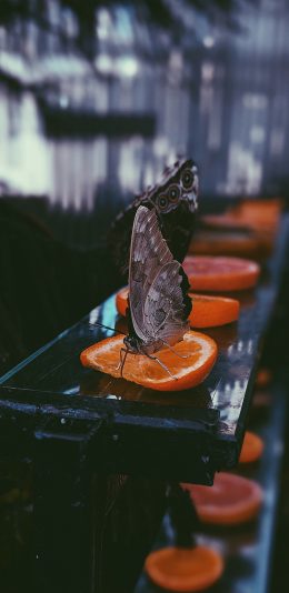 [2436x1125]昆虫 蝴蝶  橙片 飞蛾 苹果手机壁纸图片