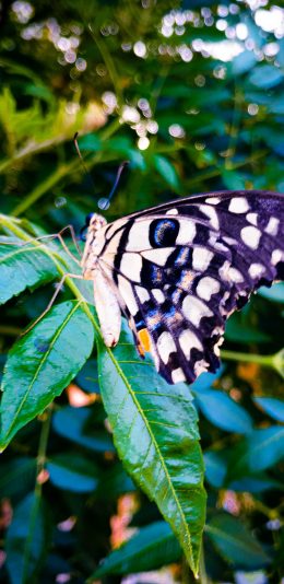 [2436x1125]昆虫 蝴蝶 彩蝶 飞蛾 苹果手机壁纸图片