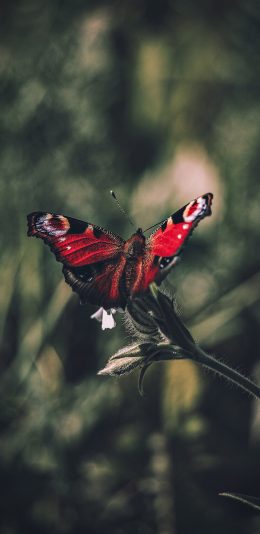 [2436x1125]昆虫 蝴蝶 枝叶 飞蛾 苹果手机壁纸图片