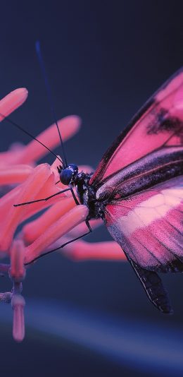 [2436x1125]昆虫 蝴蝶 粉 翅膀 苹果手机壁纸图片