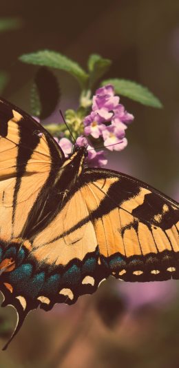 [2436x1125]昆虫 蝴蝶 粉翅 苹果手机壁纸图片