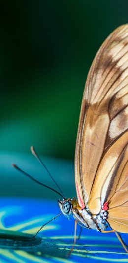 [2436x1125]昆虫 蝴蝶 粉翅 飞蛾 苹果手机壁纸图片