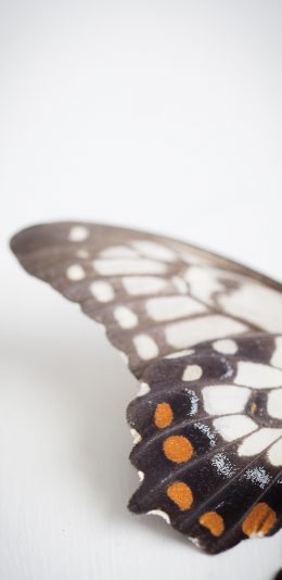 [2436x1125]昆虫 蝴蝶 翅膀 粉翅 苹果手机壁纸图片