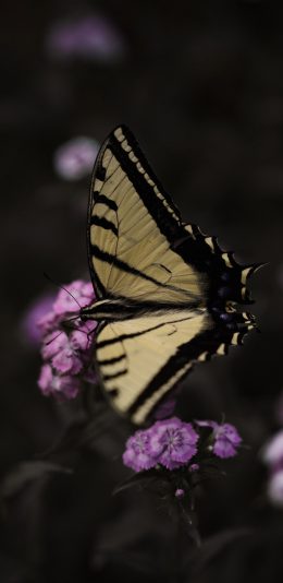 [2436x1125]昆虫 蝴蝶 花丛 采蜜 苹果手机壁纸图片