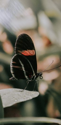 [2436x1125]昆虫 蝴蝶 花斑 枝叶 苹果手机壁纸图片