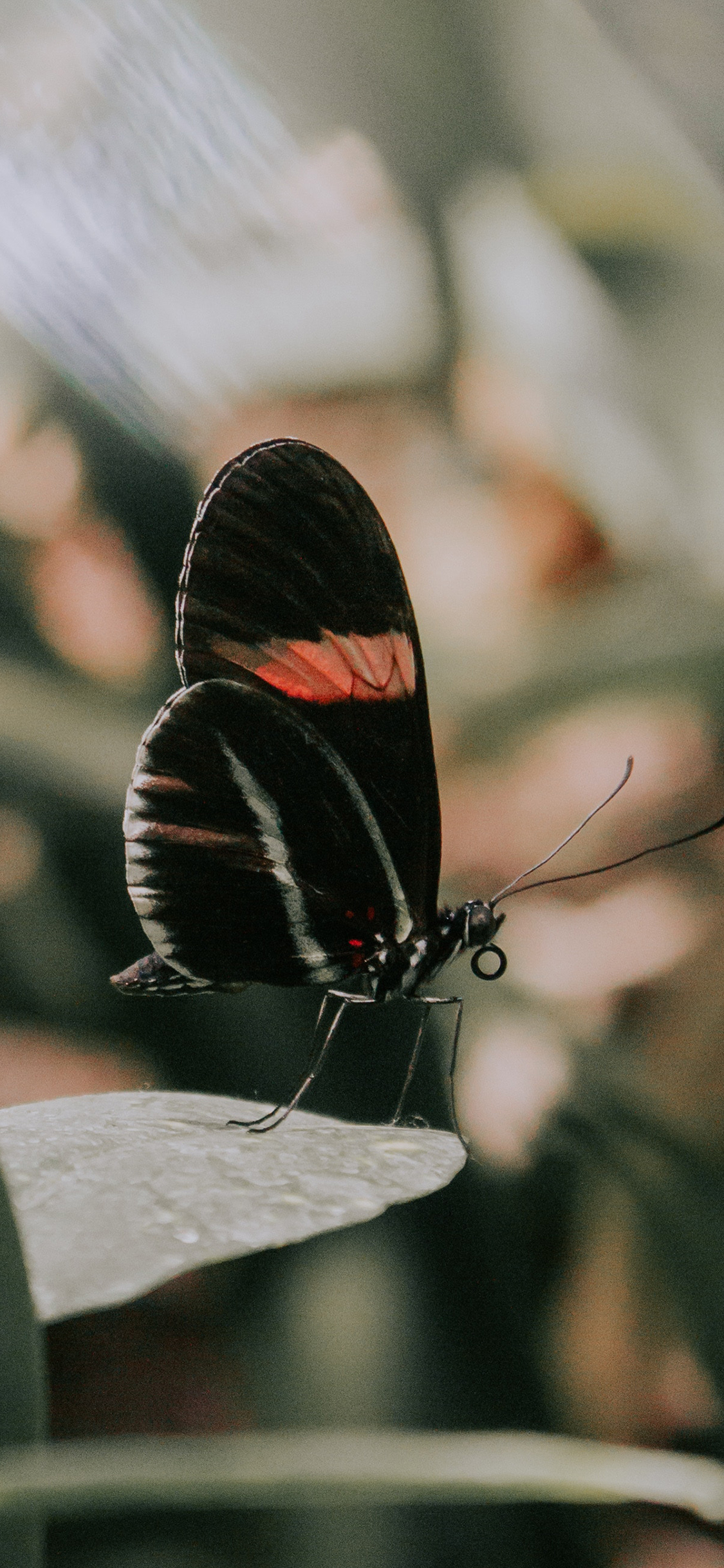 [2436×1125]昆虫 蝴蝶 花斑 枝叶 苹果手机壁纸图片