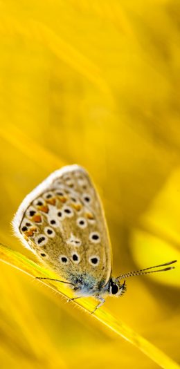 [2436x1125]昆虫 蝴蝶 蛾子 漂亮 苹果手机壁纸图片