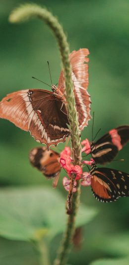 [2436x1125]昆虫 蝴蝶 采蜜 聚集 苹果手机壁纸图片