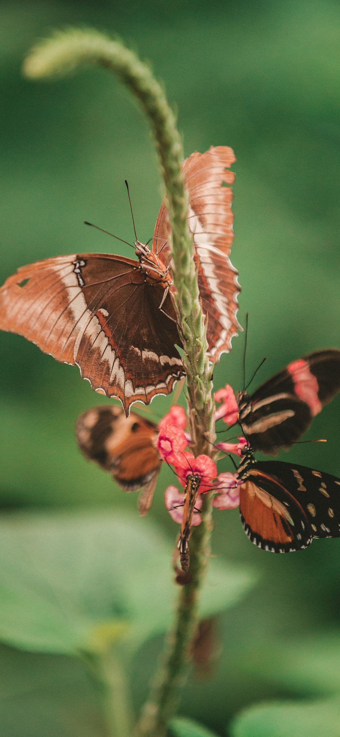 [2436×1125]昆虫 蝴蝶 采蜜 聚集 苹果手机壁纸图片