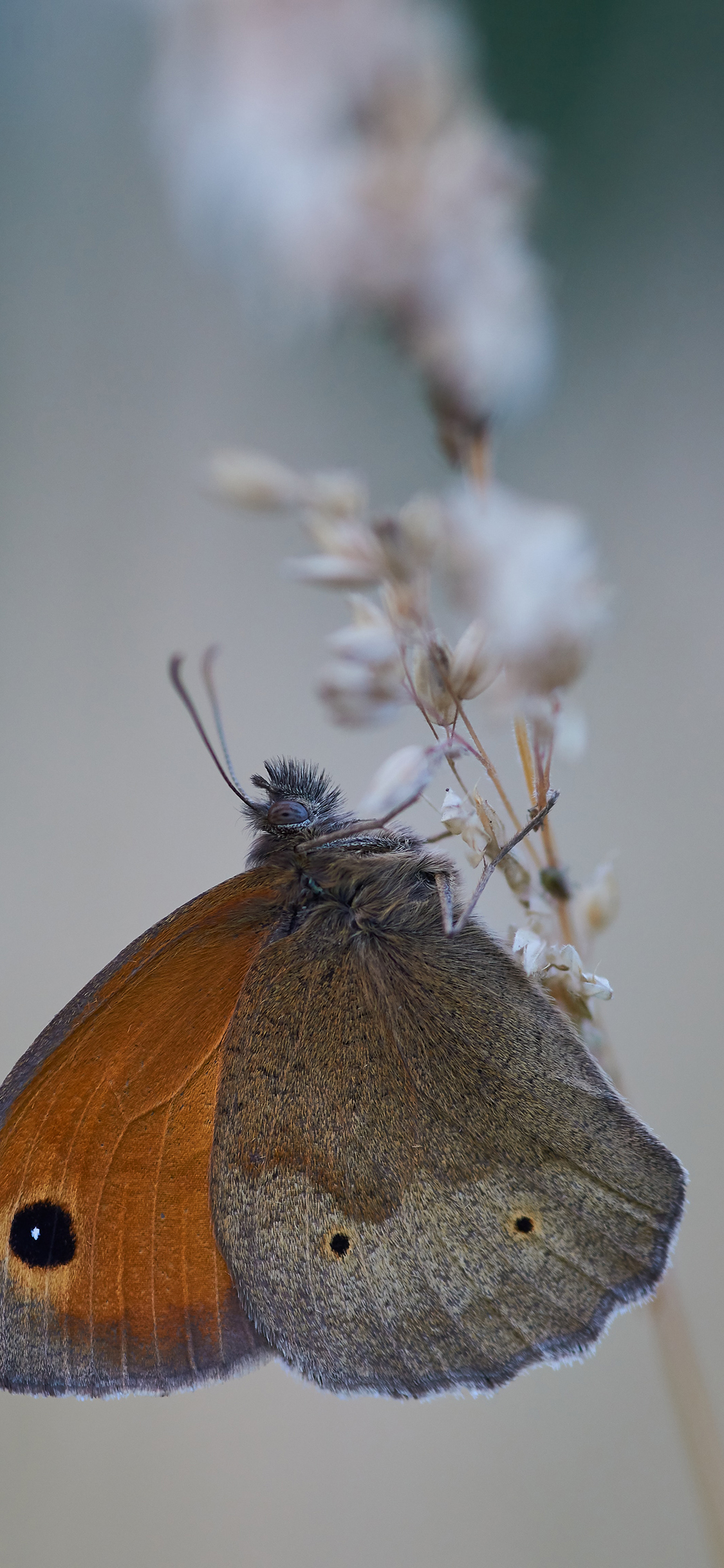 [2436×1125]昆虫 蝴蝶 飞蛾 翅膀 苹果手机壁纸图片