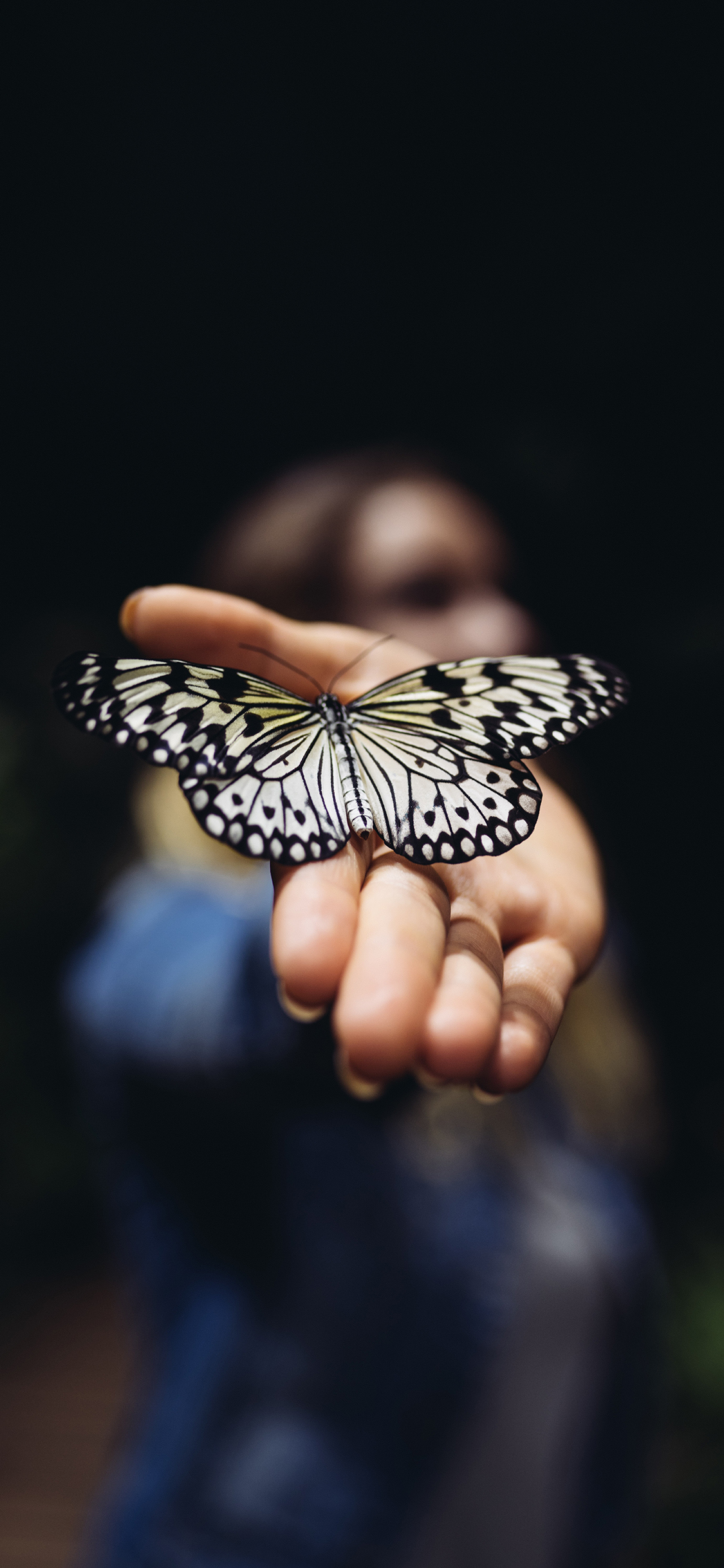 [2436×1125]昆虫 蝴蝶 黑白 漂亮 苹果手机壁纸图片