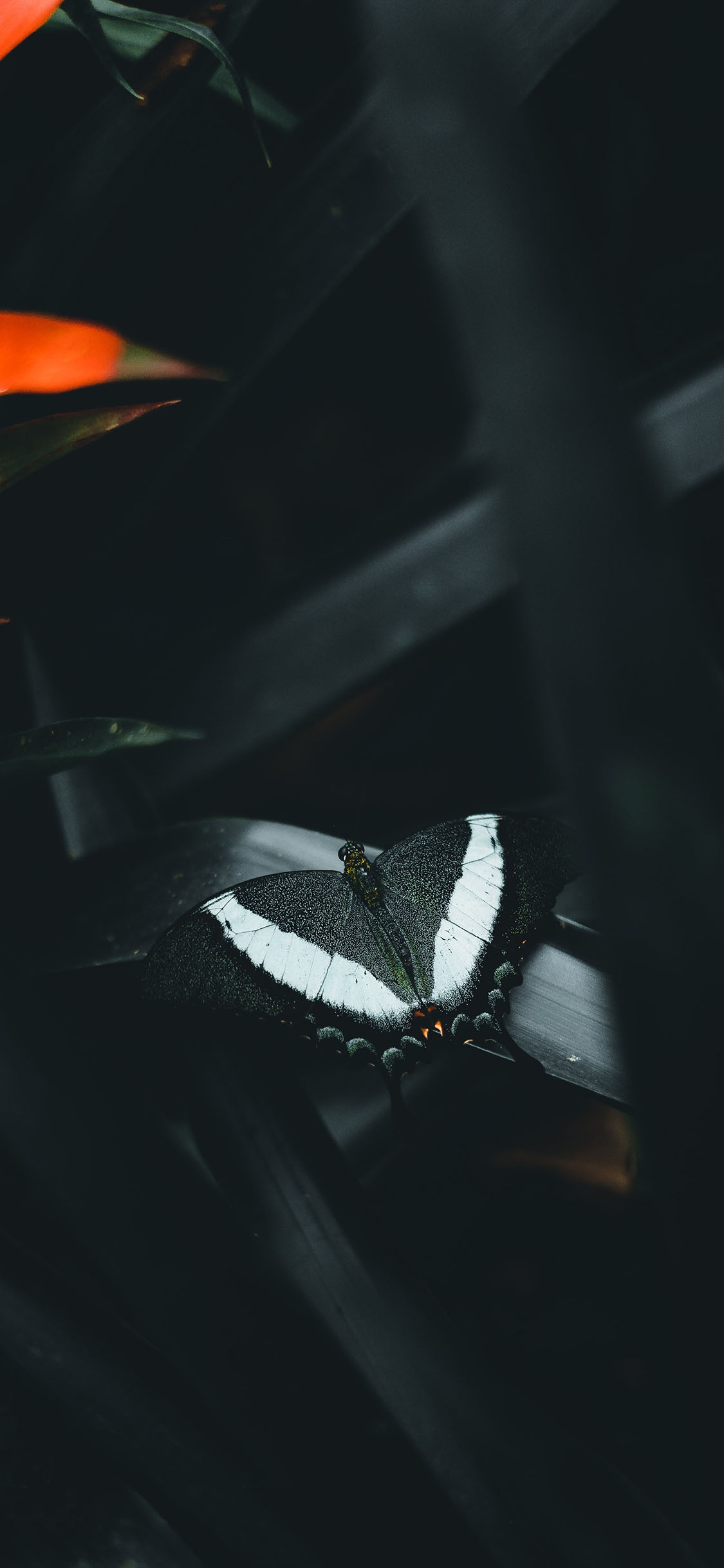 [2436×1125]昆虫 蝴蝶 黑白 花纹 苹果手机壁纸图片