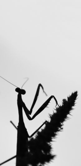 [2436x1125]昆虫 螳螂 大刀 黑白 苹果手机壁纸图片