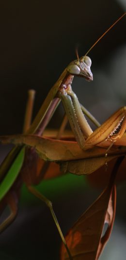 [2436x1125]昆虫 螳螂 害虫  树叶 苹果手机壁纸图片